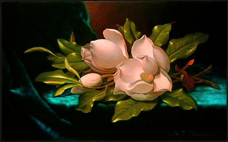 Magnolia Flowers and Leaves