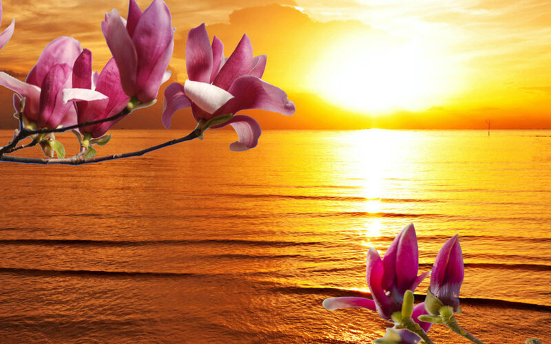 Magnolia Flowers at Sunset
