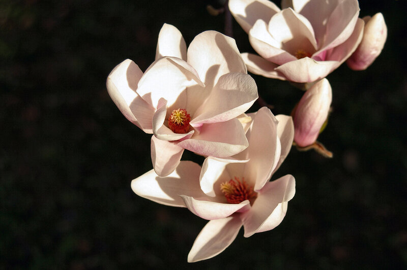 Magnolia Flowers in Bloom