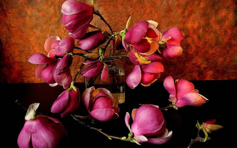 Magnolia Flowers in Vase — Purple