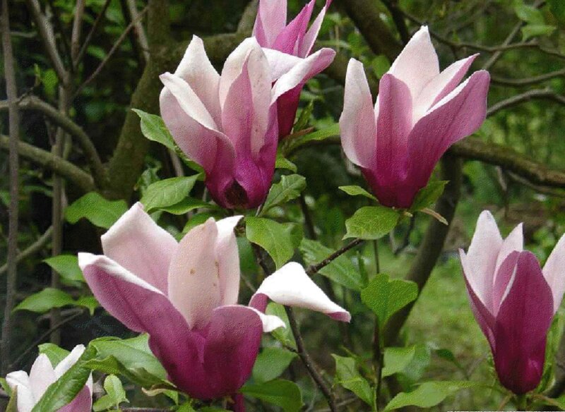 Magnolia Flowers on Branch — Pink