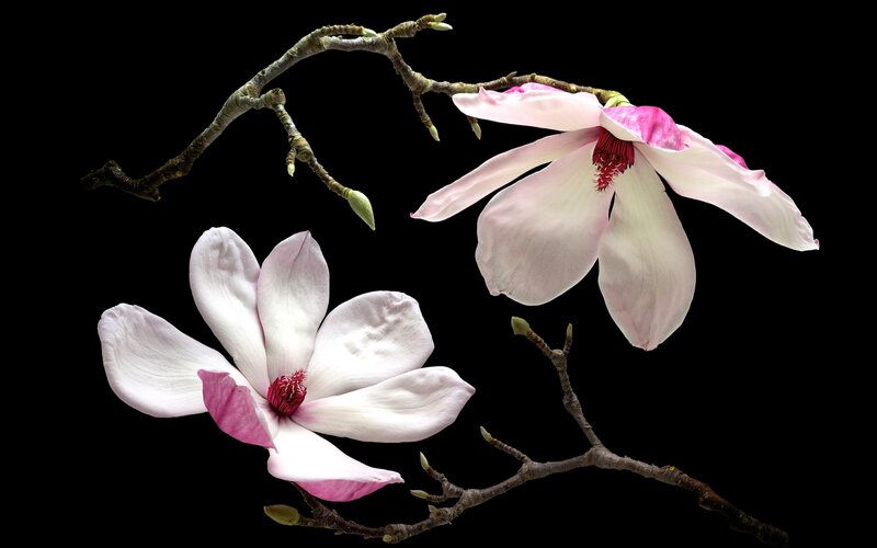 Magnolia Flowers on Branch — White