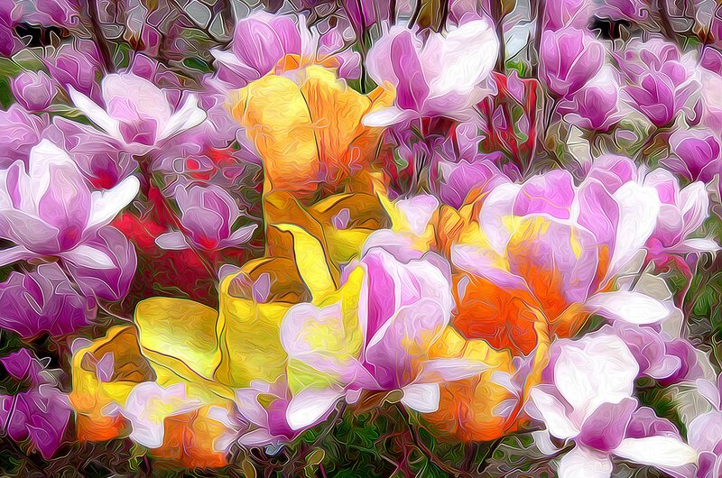 Magnolia Flowers