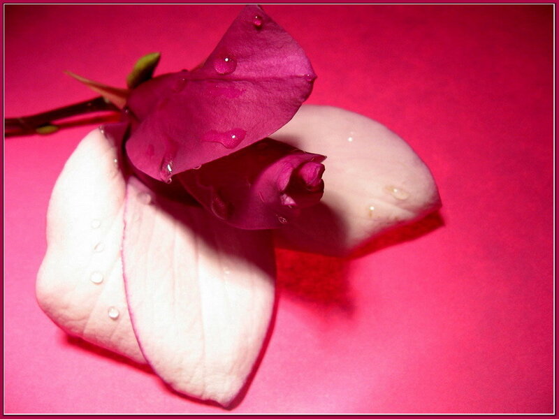 magnolia petals with water droplets