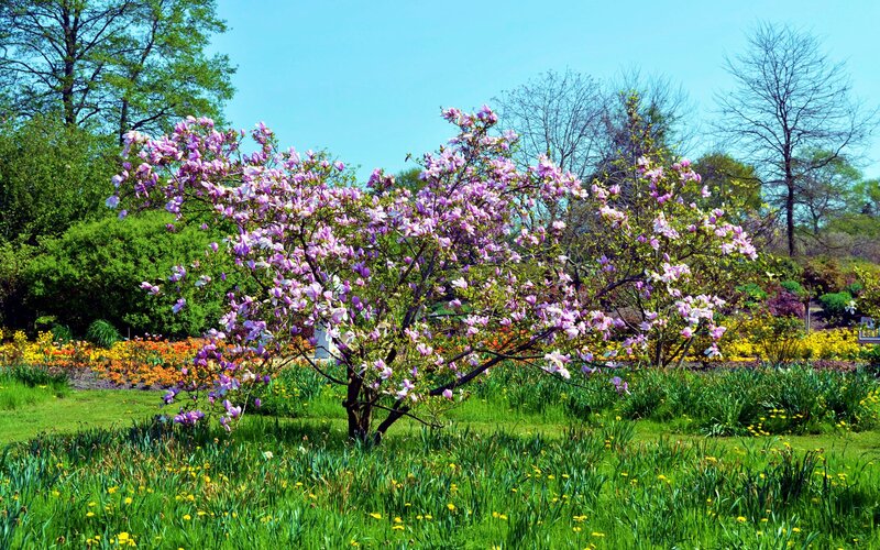 Magnolia Tree in Bloom — Green, Serene, Spring