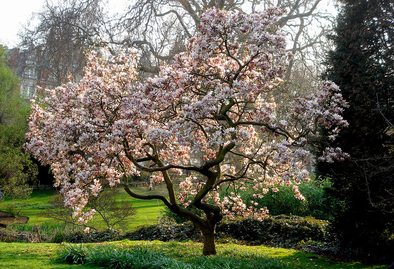 Magnolia Tree in Bloom — Green, Serene