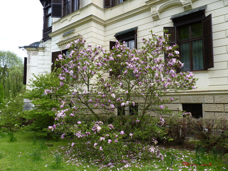 Magnolia Tree in Bloom — Green