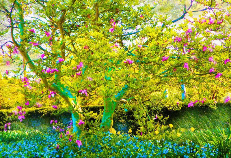 Magnolia Tree in Bloom — Green, Vibrant