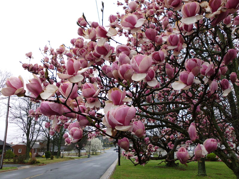 Magnolia Tree in Bloom — Pink, Calm