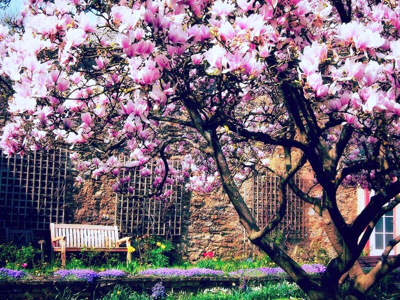 Magnolia Tree in Bloom — Pink, Serene, Spring, Photograph, Bench