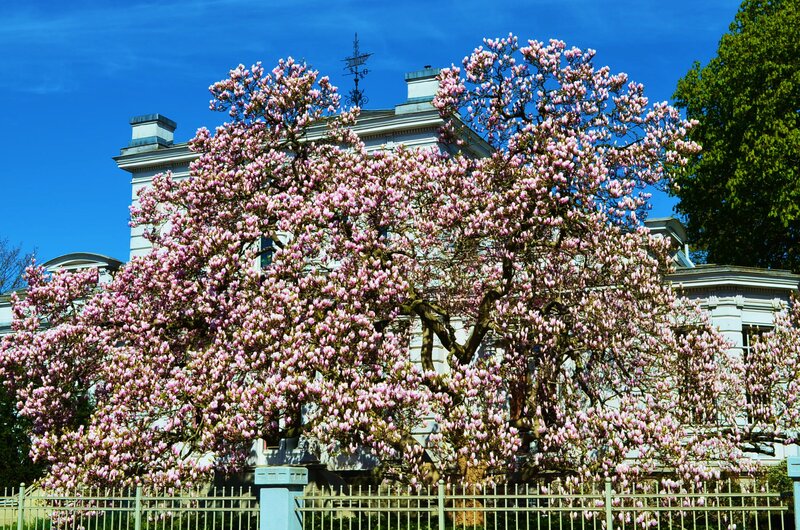 Magnolia Tree in Bloom — Pink, Serene, Spring, Photograph, Building, Fence