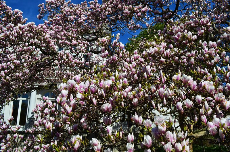 Magnolia Tree in Bloom — Pink, Serene, Spring, Photograph, Building