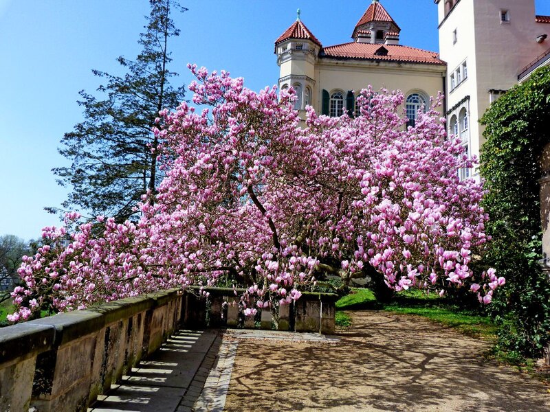 Magnolia Tree in Bloom — Pink, Serene, Spring, Photograph, Castle