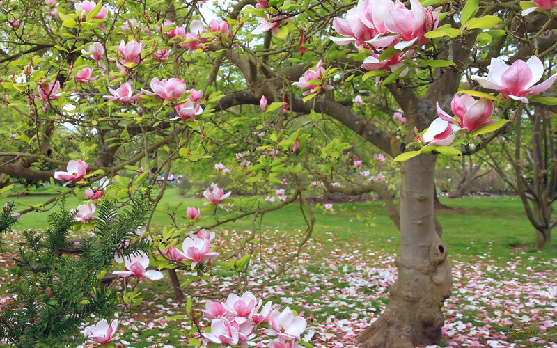 Magnolia Tree in Bloom — Pink, Serene, Spring, Photograph, Flowers, Leaves, Grass