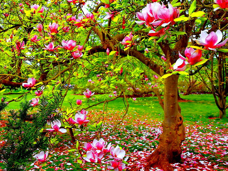 Magnolia Tree in Bloom — Pink, Serene, Spring, Photograph, Flowers, Leaves