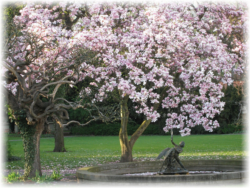 Magnolia Tree in Bloom — Pink, Serene, Spring, Photograph, Fountain