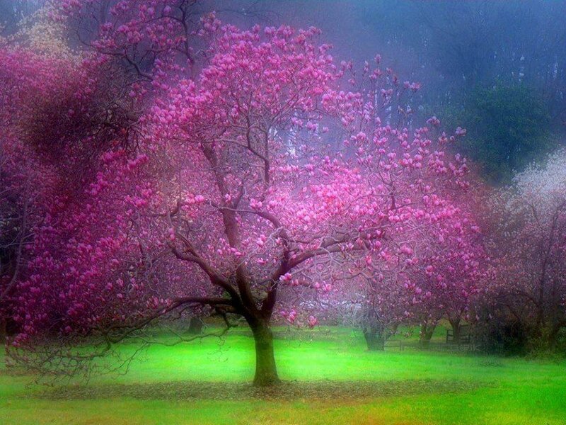 Magnolia Tree in Bloom — Pink, Serene, Spring, Photograph, Grass, Fog
