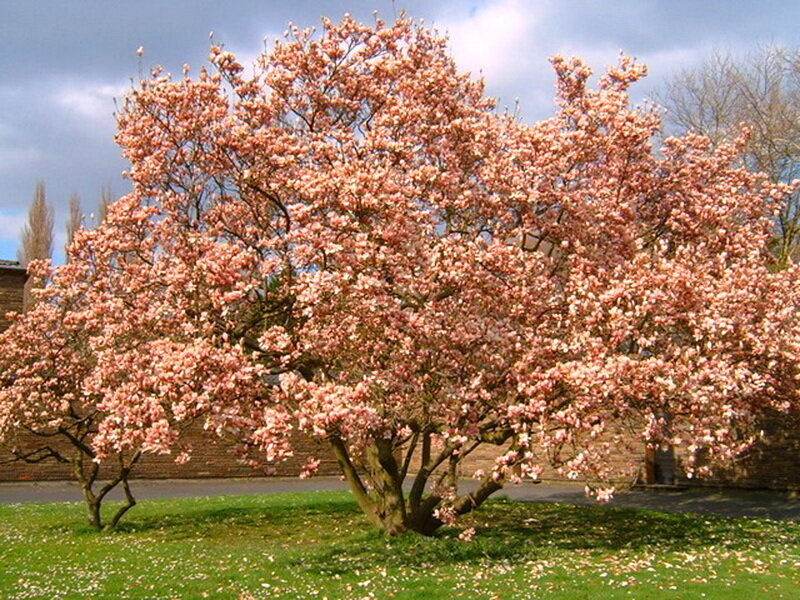 Magnolia Tree in Bloom — Pink, Serene, Spring, Photograph, Grass