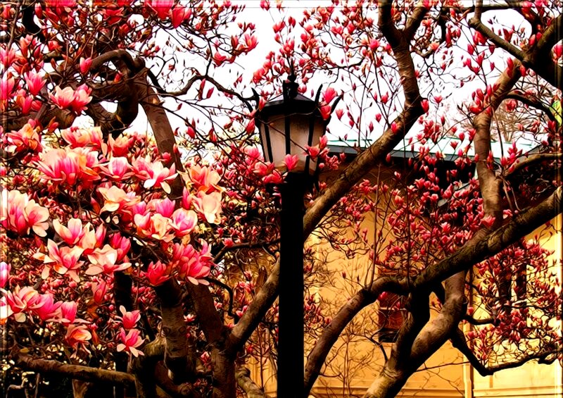 Magnolia Tree in Bloom — Pink, Serene, Spring, Photograph, Street Lamp