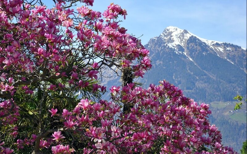 Magnolia Tree in Bloom — Pink, Serene, Spring