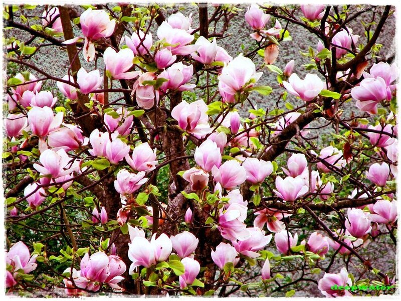 Magnolia Tree in Bloom — Pink, Serene