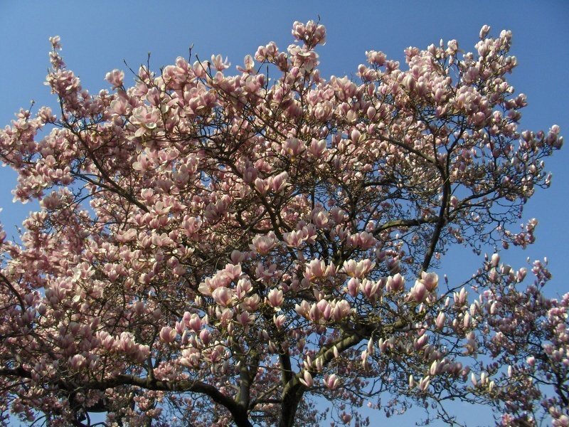 Magnolia Tree in Bloom — Pink