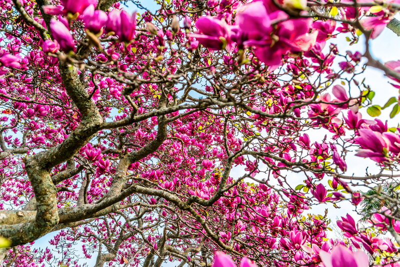 Magnolia Tree in Bloom — Pink, Vibrant