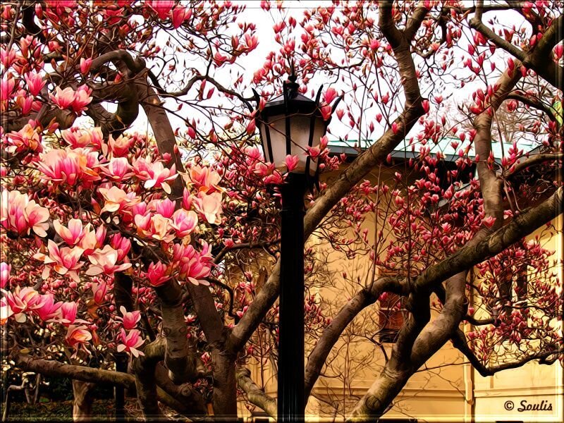 Magnolia Tree in Bloom