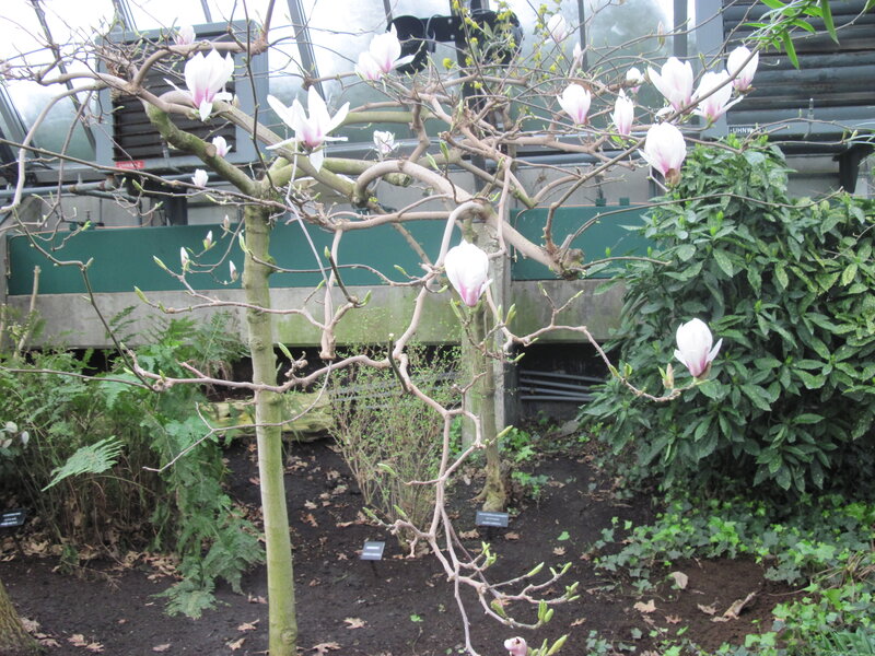 Magnolia Tree in Bloom — White