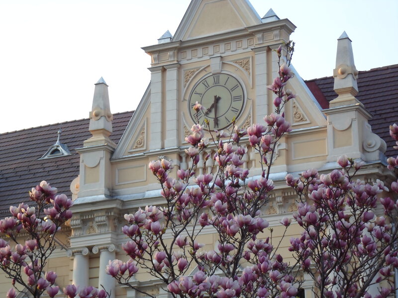 Magnolia Tree in Front of Clock Tower