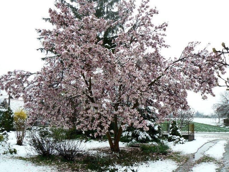 Magnolia Tree in Snow
