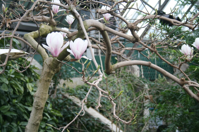 Magnolia Tree with Flowers