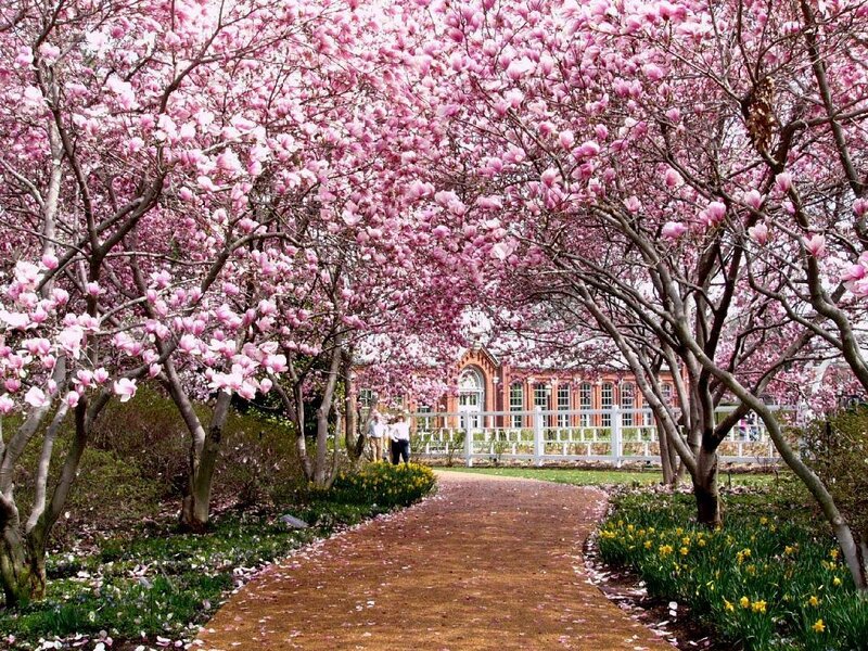 Magnolia Trees in Bloom — Pink