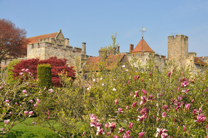 Magnolia Trees in Garden