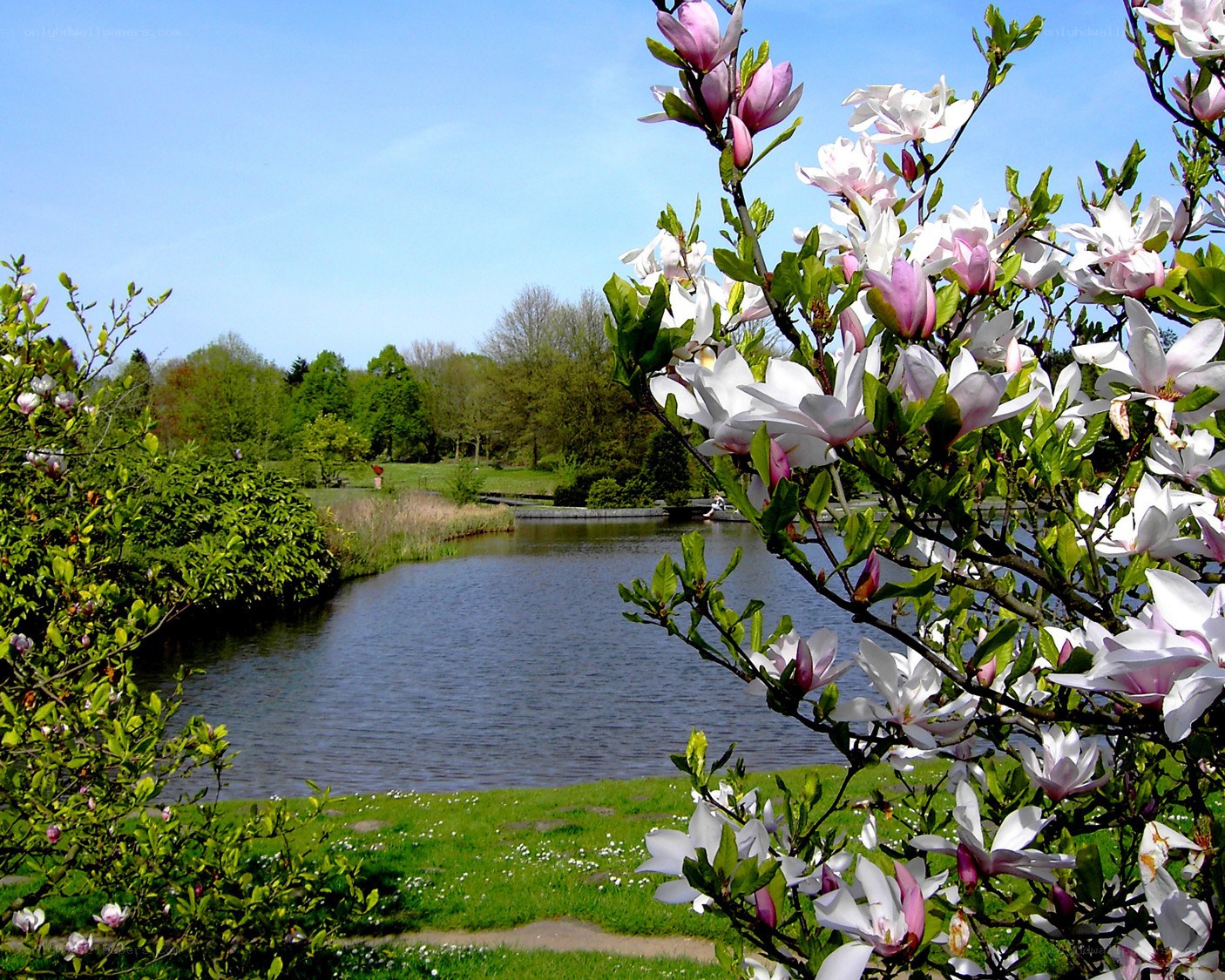 Magnolias by a pond