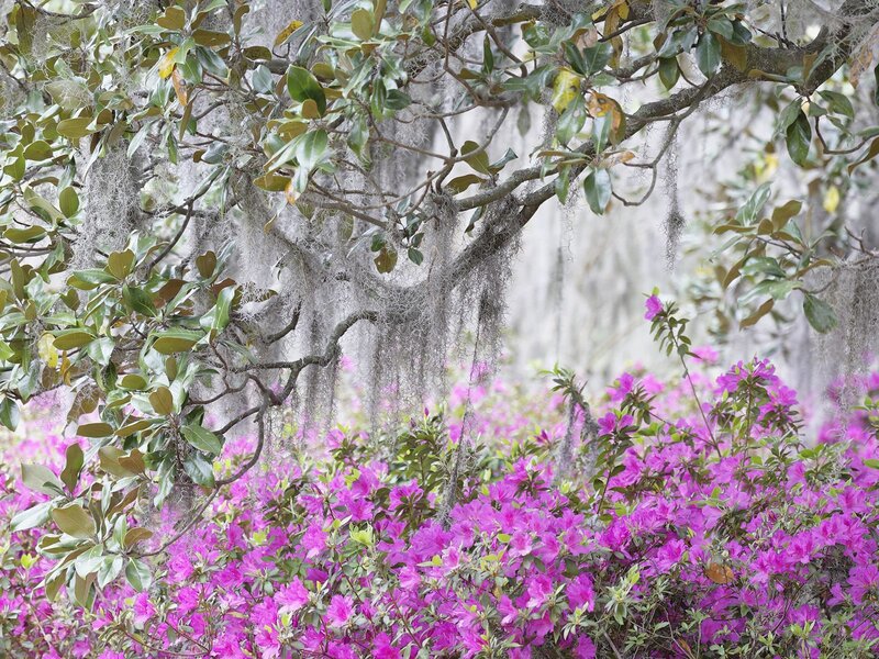 magnolias with Spanish moss and azaleas
