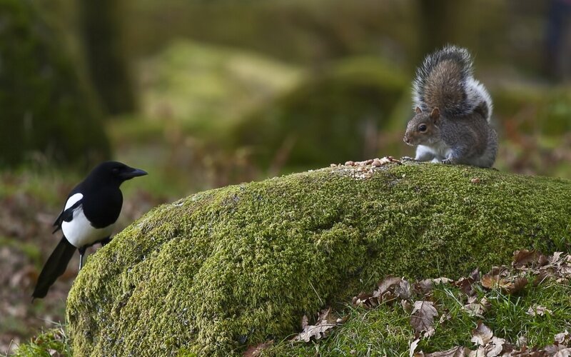 Magpie and Squirrel