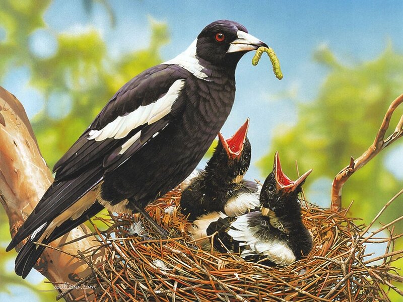 Magpie Feeding Chicks — Black