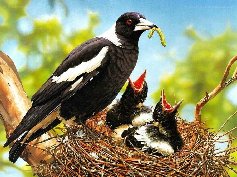 Magpie feeding chicks