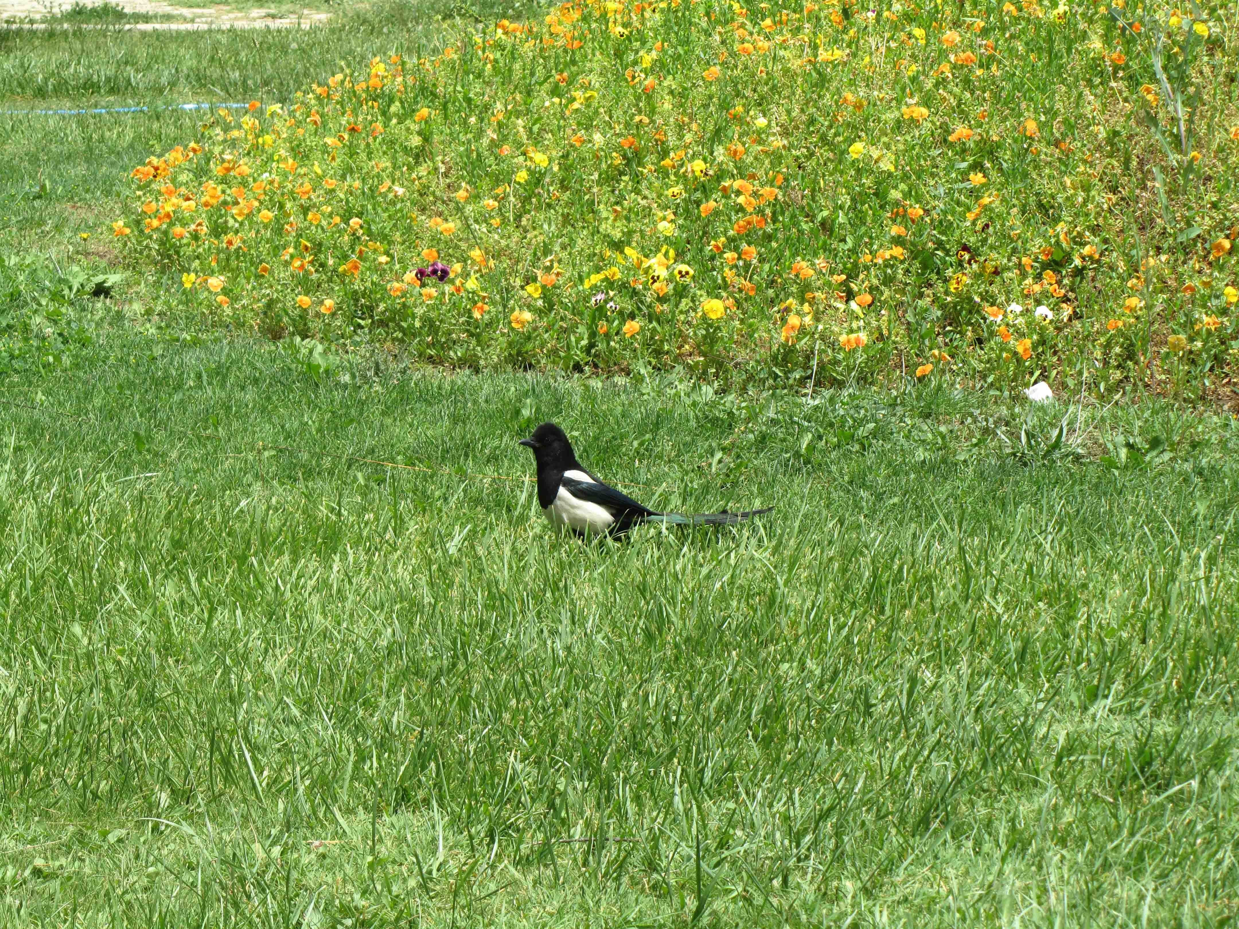 Magpie in a grassy field