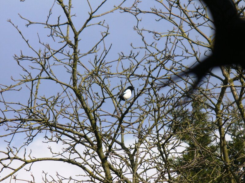 Magpie in Bare Tree