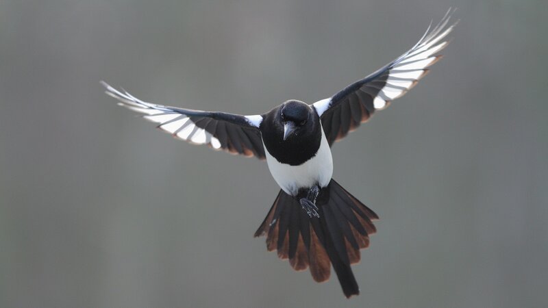 magpie in flight
