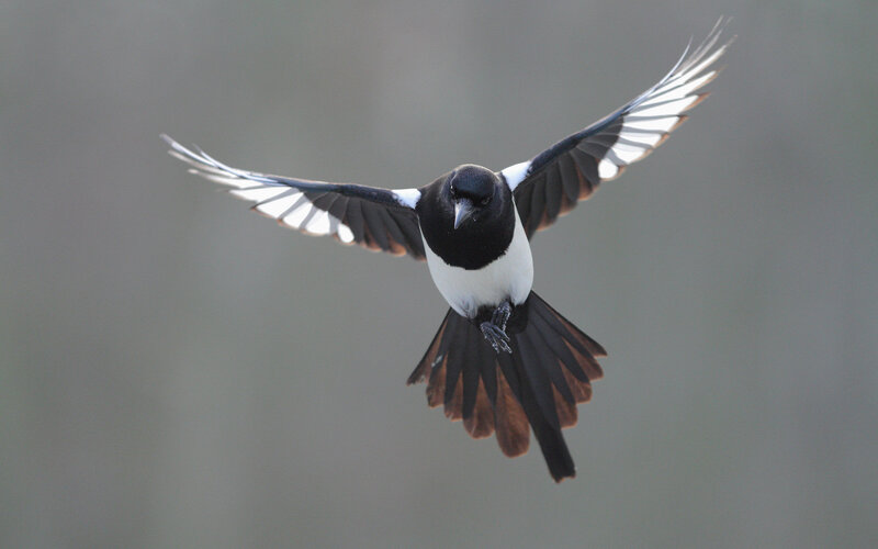 Magpie in Flight — Black, Dynamic