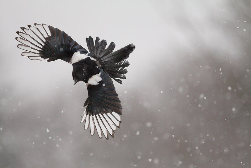 Magpie in Flight — Black
