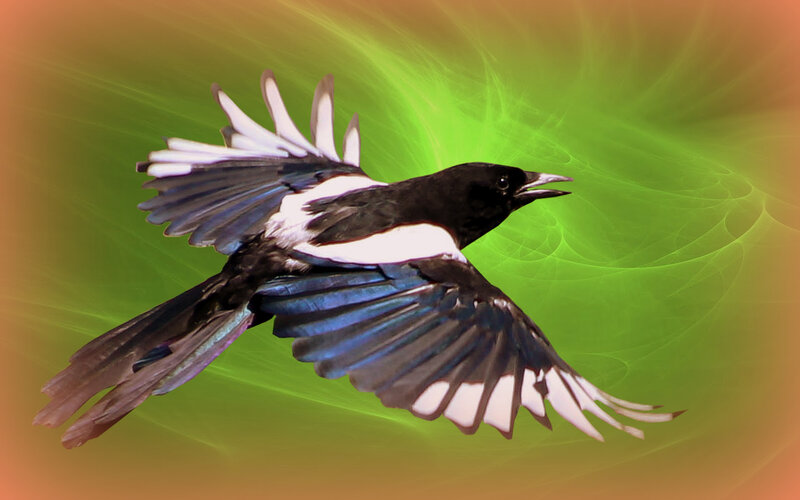 Magpie in Flight — Green, Dynamic