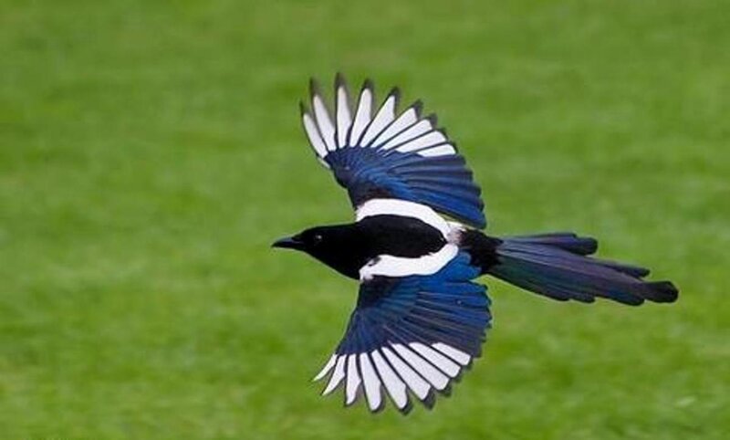 Magpie in Flight — Green