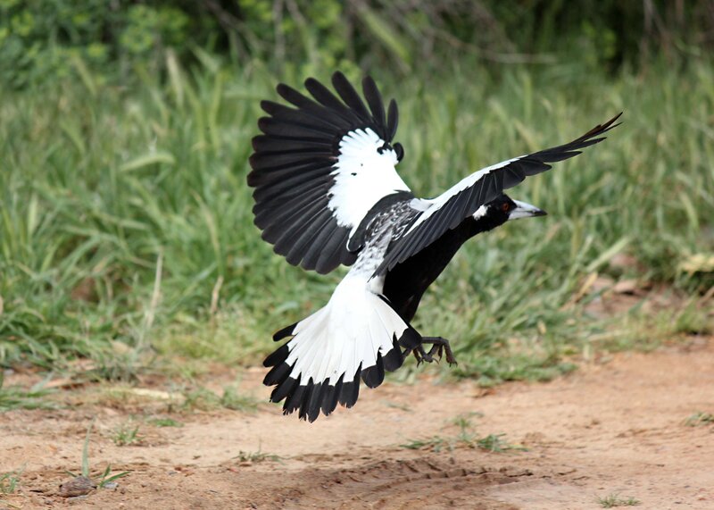 magpie in flight