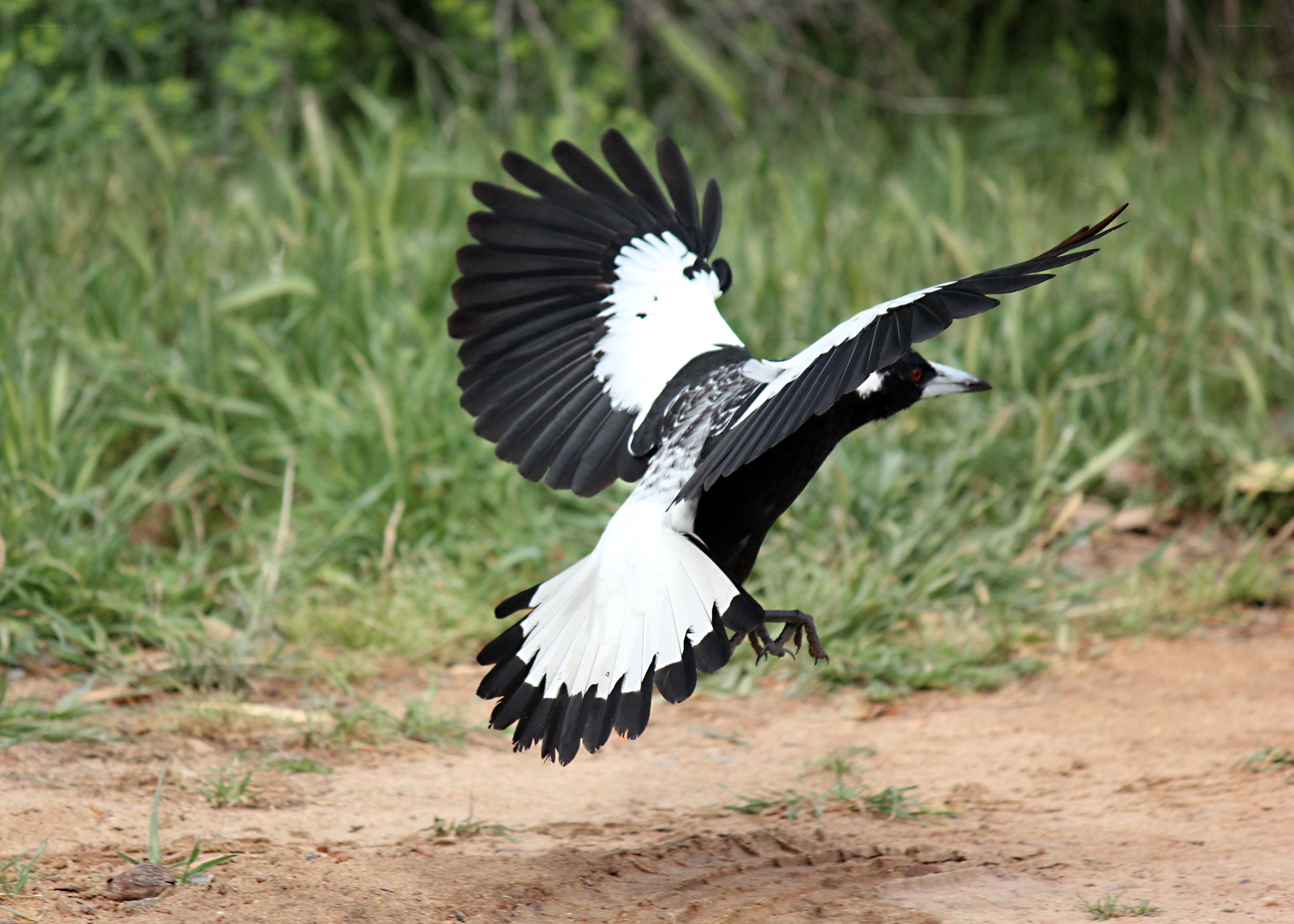 magpie in flight