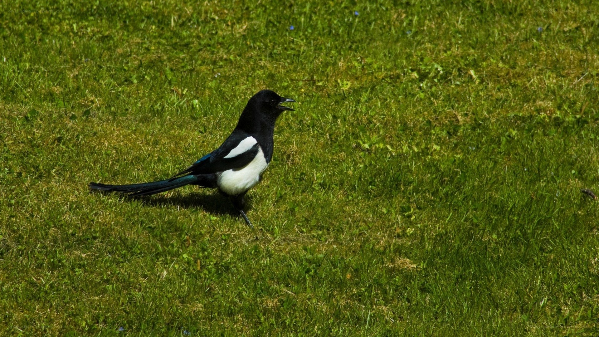 Magpie on a grassy field
