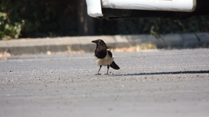 Magpie on a road